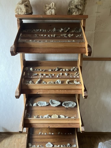 Ammoniten fossilien - ammoniten,