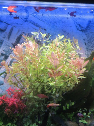 Aquarium wasser pflanze - aquarium,