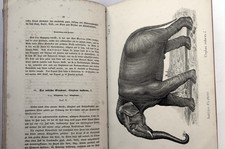 Zürich 1847: Nutztiere für