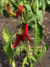 Szegediner Paprika roter Gewürzpaprika aus Ungarn für Edelsüß Pulver