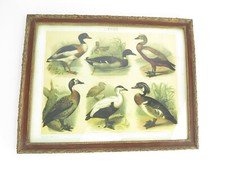 Wandbild Lehrtafel Schautafel verglast ENTEN Arten Antikrahmen Institut Leipzig