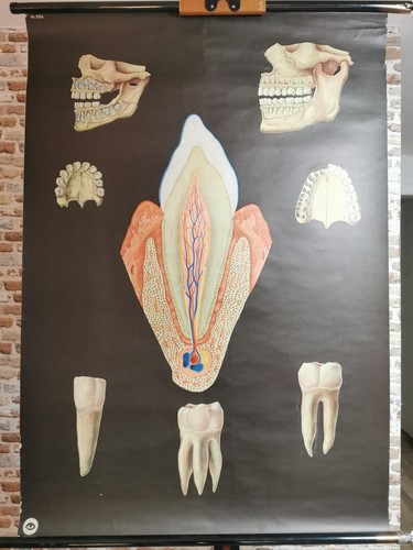 Schulwandkarte zähne - schulwandkarte,