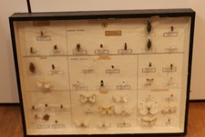 Schaukasten Schlüter