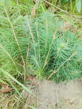 Fichtenpflanzen ca 8 bis 12 cm