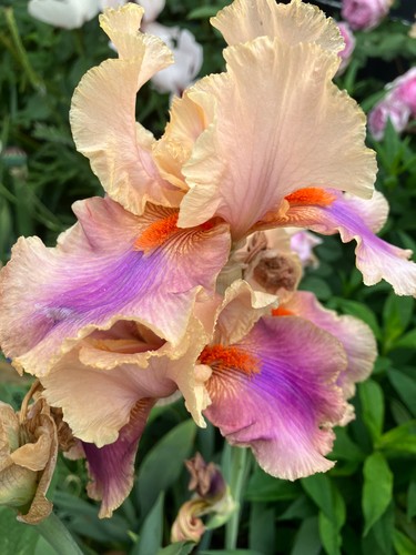 Schwertlilie iris bartiris - schwertlilie,,