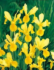 20 goldgelbe Schwertlilien Iris Hollandica Golden Harvest Gr. 6/7