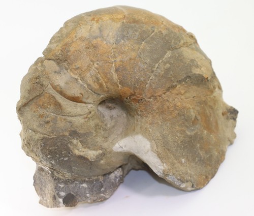 Nautilus cenoceras - nautilus,,