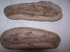 Versteinerter Fisch, zwei