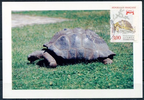 Schildkröte griechische - schildkröte.,