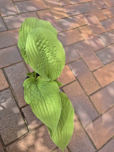 Hosta funkie crinkled leather - hosta,