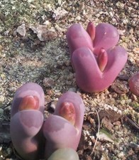 Lithops optica ‘Rubra’ 10