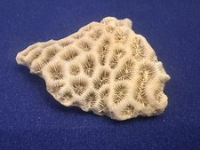 Vintage Stück alte Koralle Stein 5,6 x 4,3 x 1 cm Bruchstück