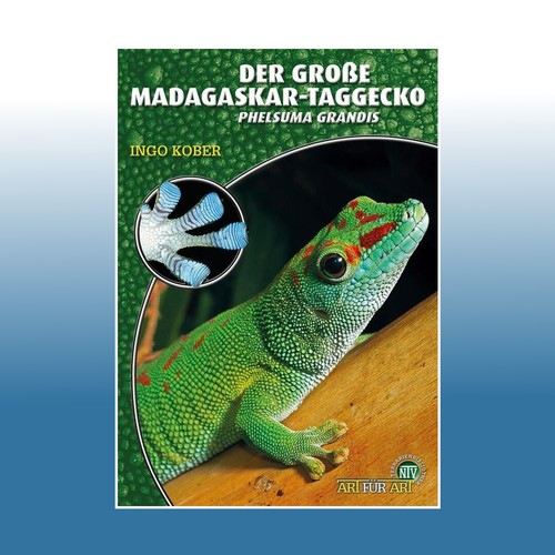 Der große madagaskar taggecko - große, madagaskar-taggecko