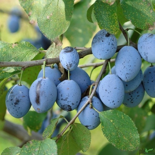 Hauszwetsche pflaume pflaumen - hauszwetsche,