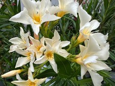 3 Oleander Stecklinge - Souvenir des Iles Canaries / Capri
