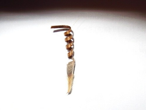 Sarcocaulon peniculinum 5 - sarcocaulon,