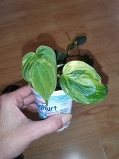 Philodendron Micans variegata 