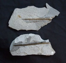2x Belemnit Youngibelus Lias