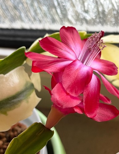 Schlumbergera variegata