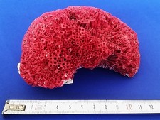 Rote Orgelpfeifen-Koralle