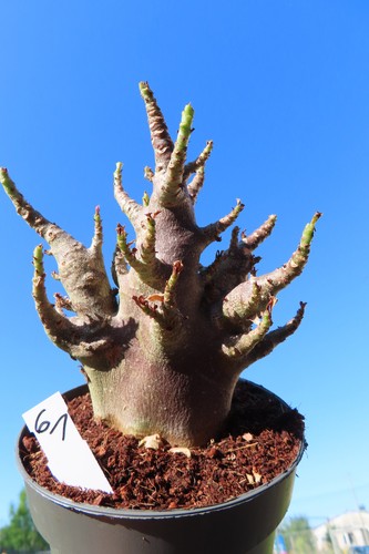 Adenium obesum wüstenrose - adenium,