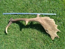 dekoratives Damhirschgeweih Hirschgeweih Geweih unbehandelt Damhirschstange