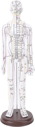 Akupunkturmodell pvc 52cm - akupunkturmodell,