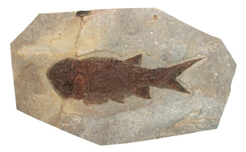 Perm paramblypterus gelberti - perm,