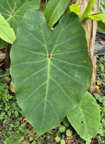 Colocasia pink china - china,