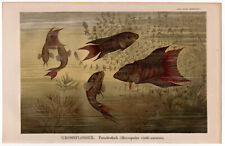 Meeresfauna, Paradiesfisch - Grossflosser - Chromolithografie  um 1899