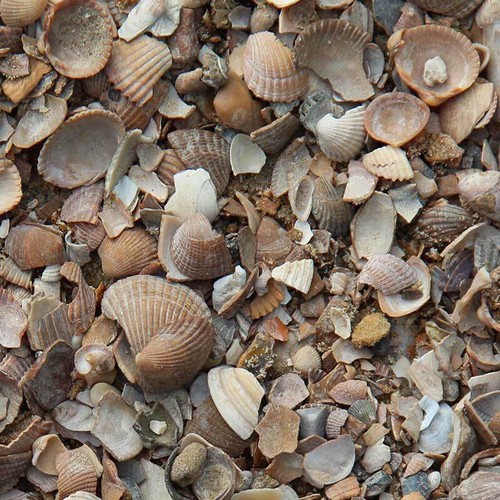 Nordseemuscheln - , (gewaschen)
