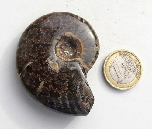 Ammonit aus madagaskar fossil - madagaskar,