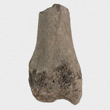 Fossil S. Etruscus Speiche