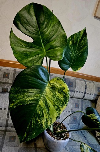 Monstera deliciosa yellow