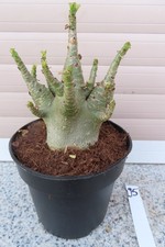 Adenium obesum Wüstenrose Caudex verzweigt Baobab Nr 95
