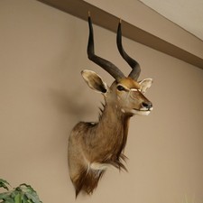 Nyala Antilope Kopf HL 64 cm