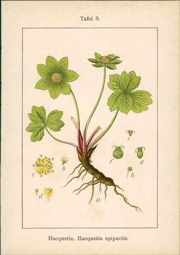 Lithographie hacquetie - :,
