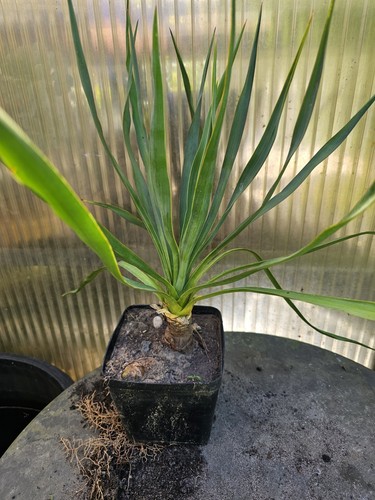 🌴Yucca gloriosa 50cm