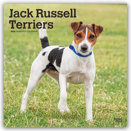 Jack russel terriers - russel,