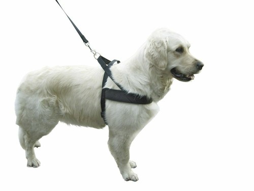 Geschirr für hunde miami - für, plus