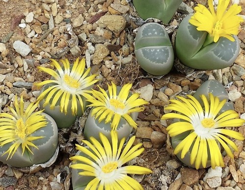 Lithops olivacea samen - olivacea, 20