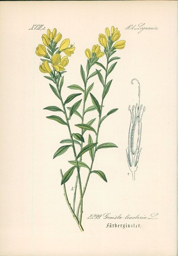 Chromolithographie - ,