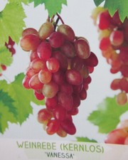 Vitis vanessa kernlose - vitis,
