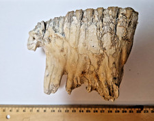 Mammut, Mammuthus primigenius, Zahn, Bayern, Donauried