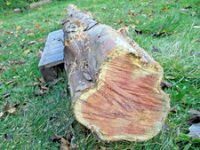 Eibe Baumstamm  185 cm Eibenstamm