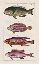 Bodian fish Bodianus fish