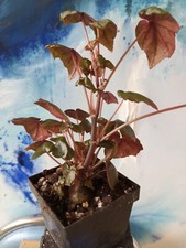 Begonia dregei, Caudexbegonie, Caudex, je 30 Samen