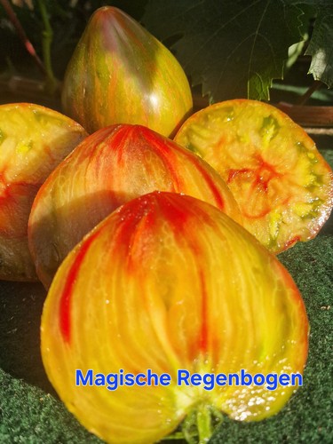 Tomatensamen magische - tomatensamen,
