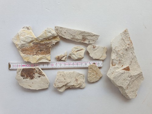 Fossiliensammlung fische - fossiliensammlung,