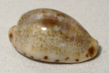 Meeresschnecke Cypraea